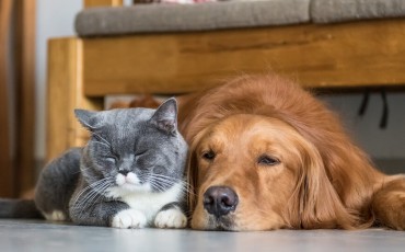 Los perros y gatos sí pueden vivir en armonía
